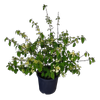 20L Viburnum plicatum Mariesii - Viburnum Mariesii