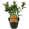 Mandarin Sweetie 'Bay sweetie' PVR