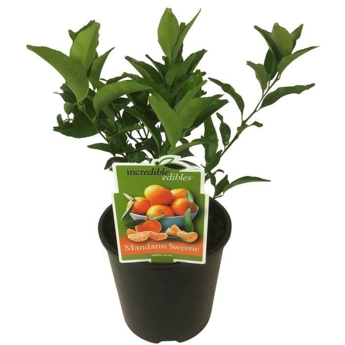 Mandarin Sweetie 'Bay sweetie' PVR
