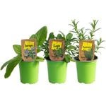 Nudo Herb 9cm Assorted 