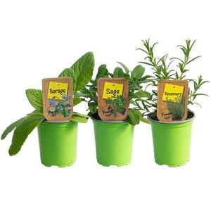 Nudo Herb 9cm Assorted 