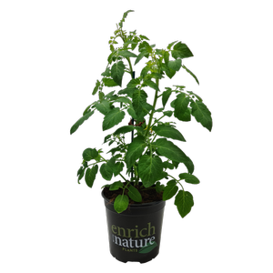 170mm Tomato Tutti-Frutti™ F1 Mandarin - Solanum lycopersicum