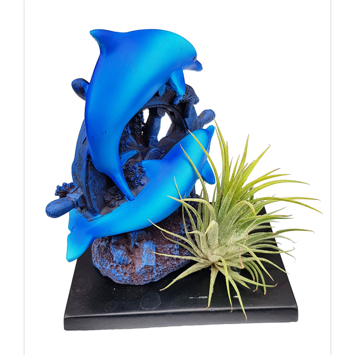 Size C Novelty Air Plant - Tillandsias