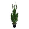 8.5L Pine Tree - Pinus Radiata