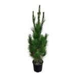 8.5L Pine Tree - Pinus Radiata