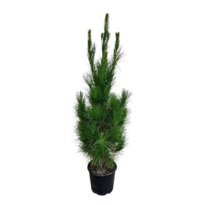 8.5L Pine Tree - Pinus Radiata