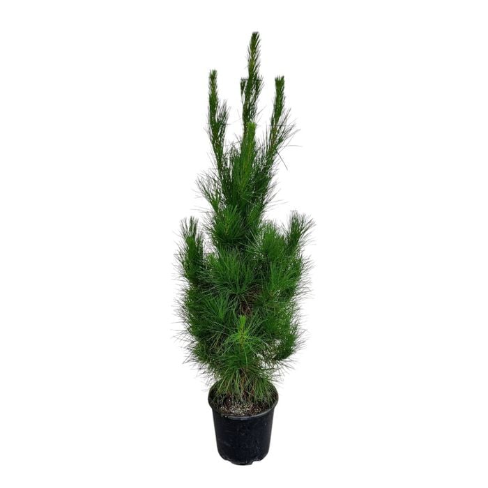8.5L Pine Tree - Pinus Radiata