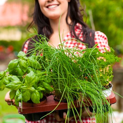 Woman holding herbs