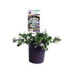 140mm Convolvlulus Little Arctic Moon - Convolvulus hybrid