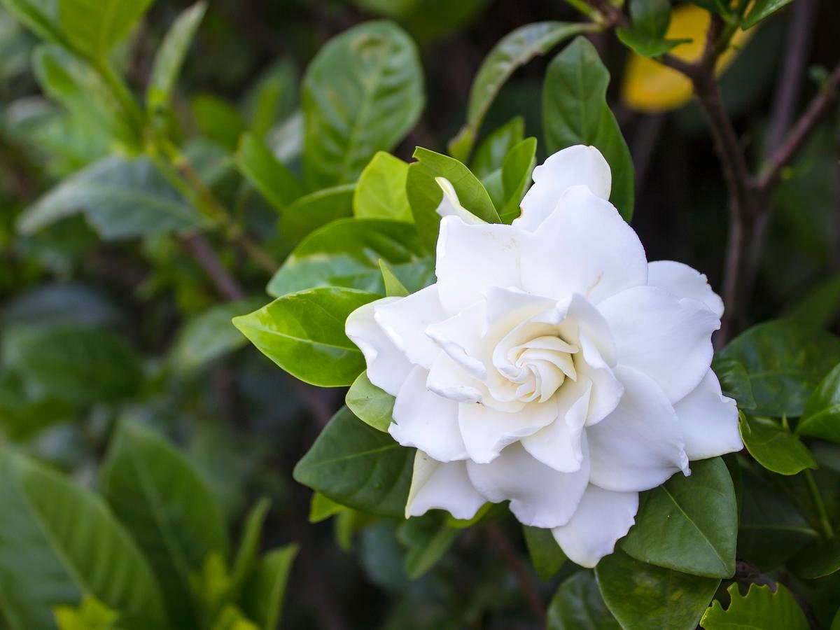 Growing Gardenias: How To Grow Gardenias - Bunnings Australia