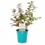 180mm Pink Icing Blueberry - Vaccinium corymbosum