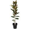 180mm Magnolia Little Gem - Magnolia grandiflora