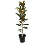180mm Magnolia Little Gem - Magnolia grandiflora