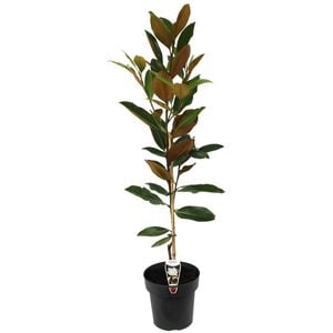 180mm Magnolia Little Gem - Magnolia grandiflora