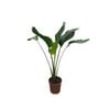240mm Giant White Bird of Paradise - Strelitzia Nicolai