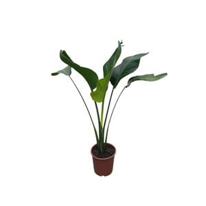 240mm Giant White Bird of Paradise - Strelitzia Nicolai