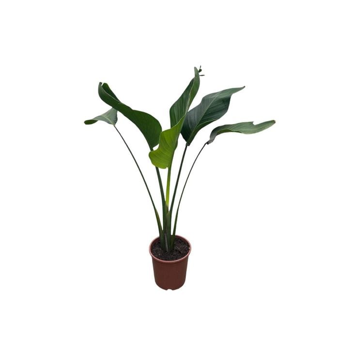 240mm Giant White Bird of Paradise - Strelitzia Nicolai