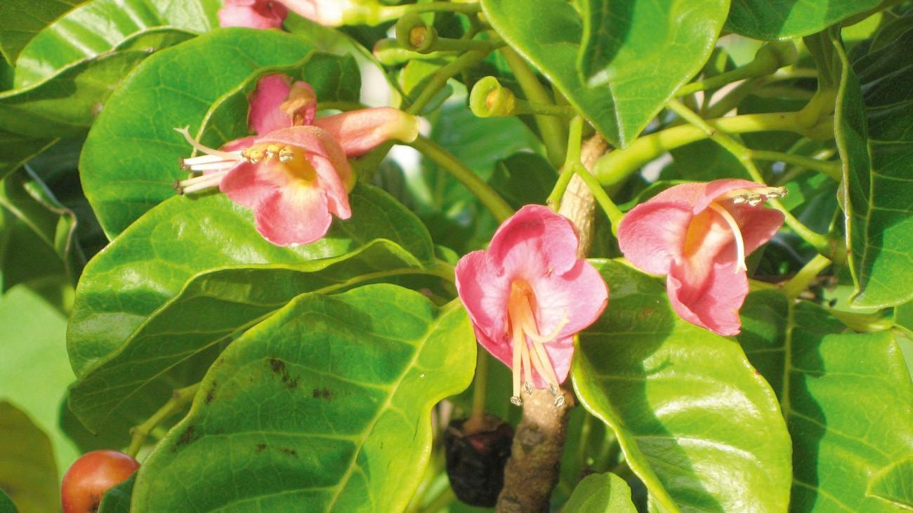 Pink flowers in amongst large green leaves, with sun shining on them