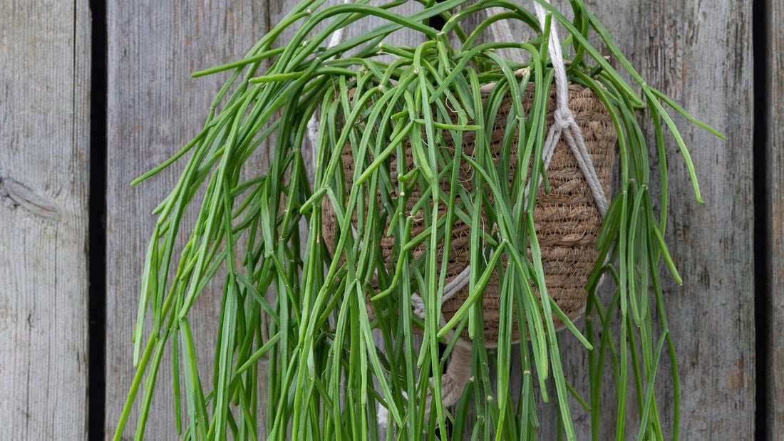 Rhipsalis bear cactus-like flowers and grow well in a warm spot, out of direct sunlight.