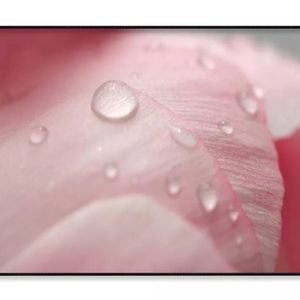 Pink Flower With Water Drops  Print 100% Australian Made 90x60cm  (Poster)