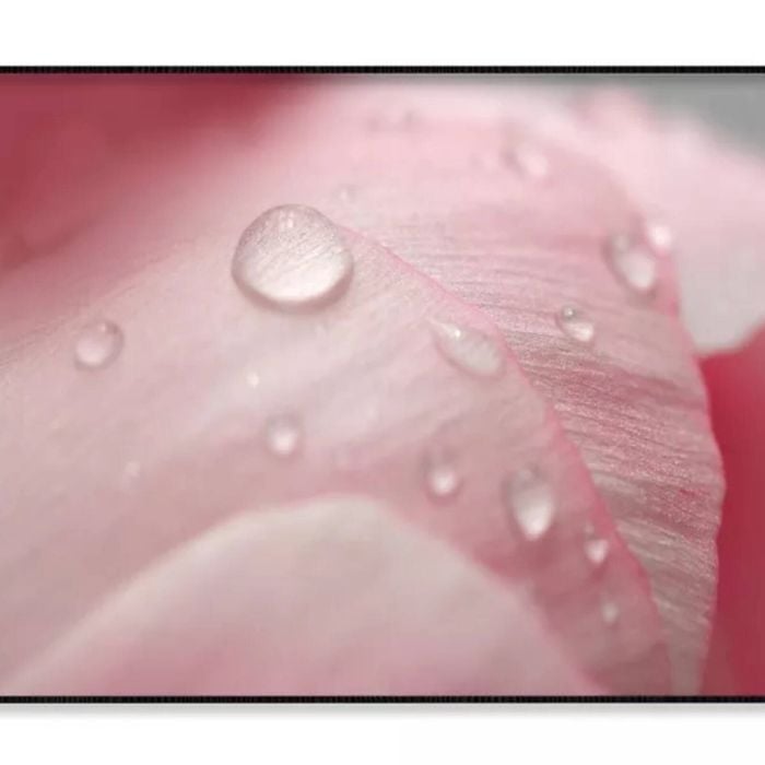 Pink Flower With Water Drops  Print 100% Australian Made 90x60cm  (Poster)