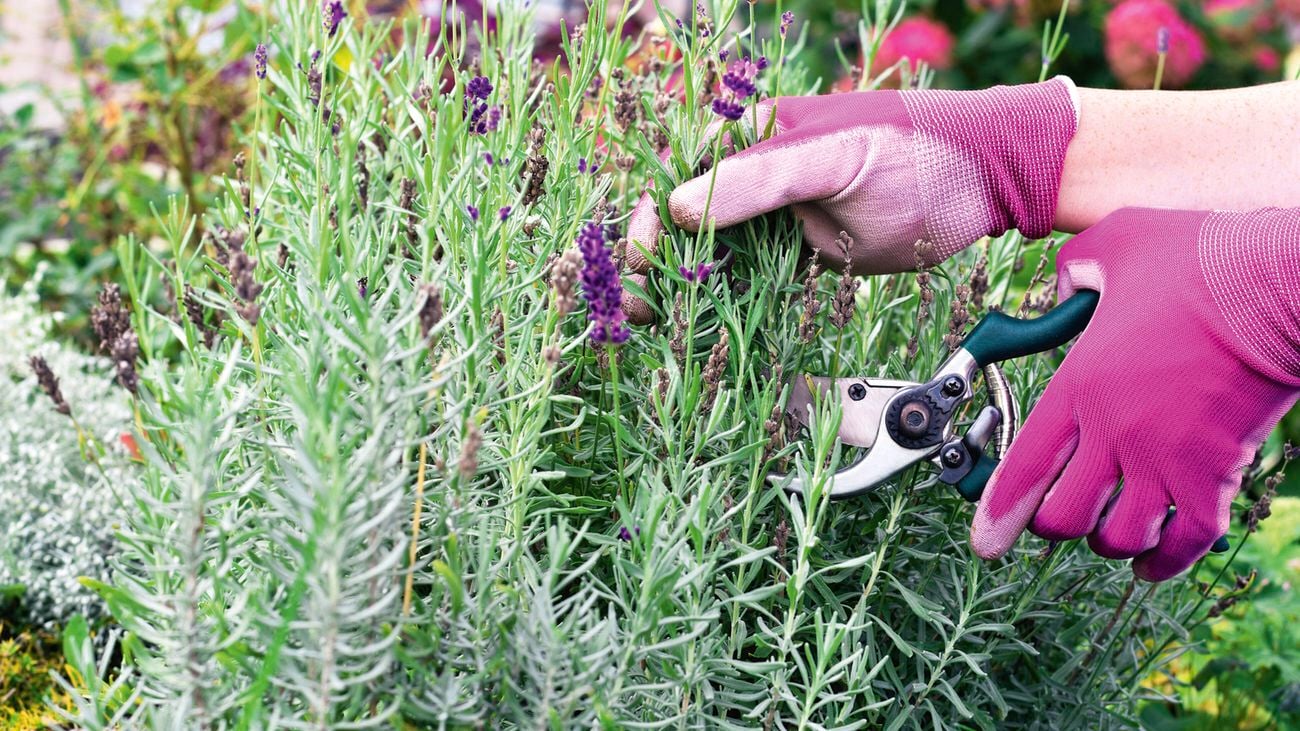 A close-up image of a pair of hands wearing gardening gloves holding secateurs and cutting back a lavender bush