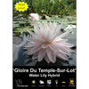 Yarra Valley Bulbs Waterlily Gloire du Temple-sur-lot - 1 Pack
