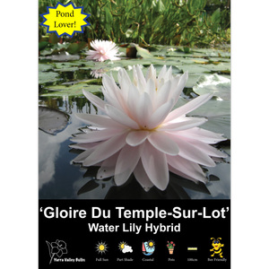 Yarra Valley Bulbs Waterlily Gloire du Temple-sur-lot - 1 Pack