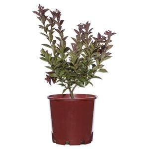 200mm Coral Magic Crepe Myrtle - Lagerstroemia faurieri Indica