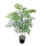 6L China Doll - Radermachera Sinica