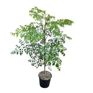 6L China Doll - Radermachera Sinica