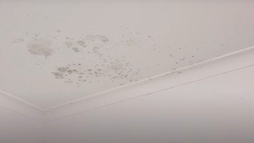 View of white ceiling covered with black mould spots.