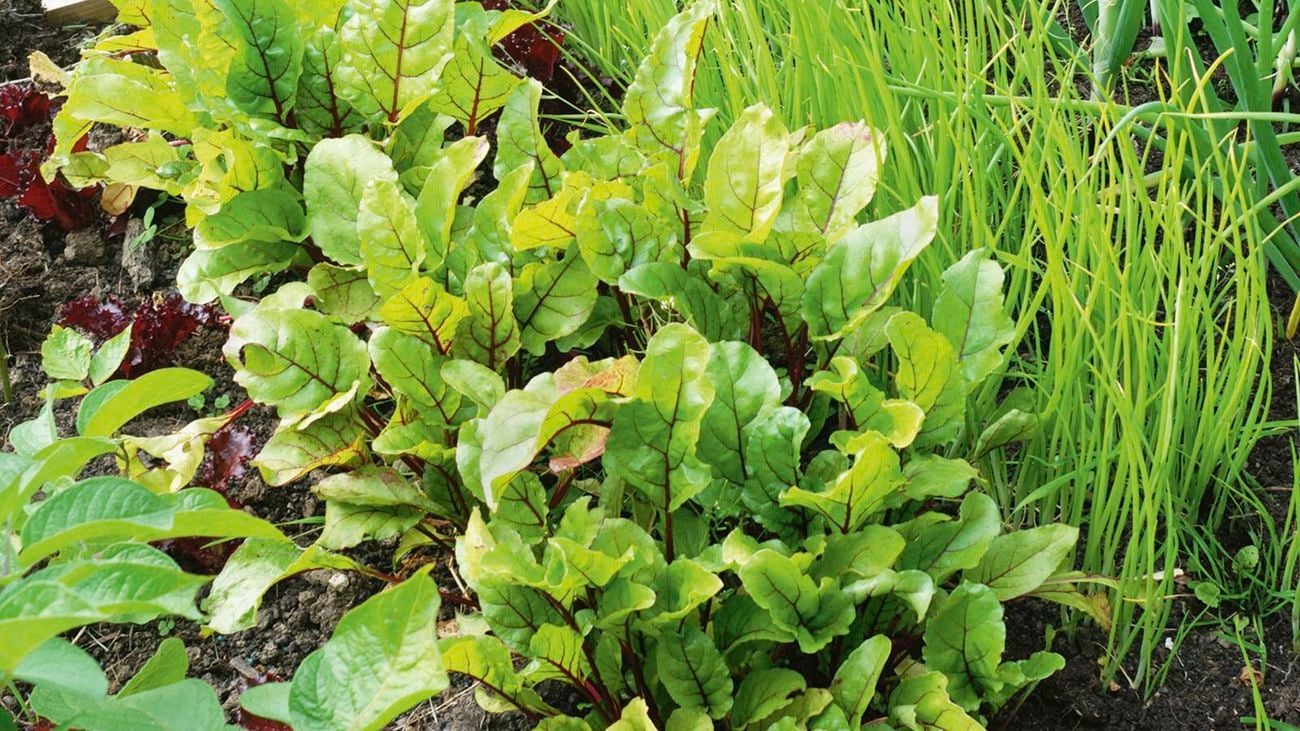 Healthy leafy green vegetables growing in the soil.