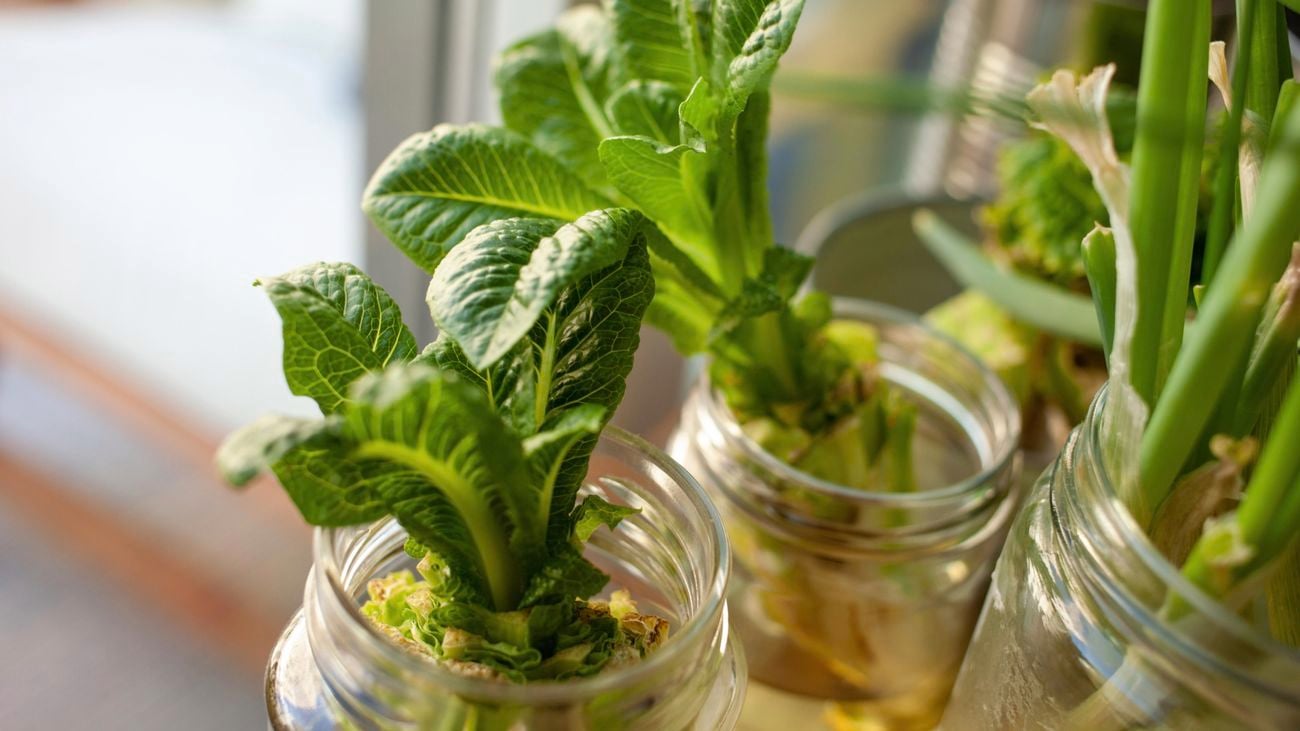 Leafy green plants growing from jars
