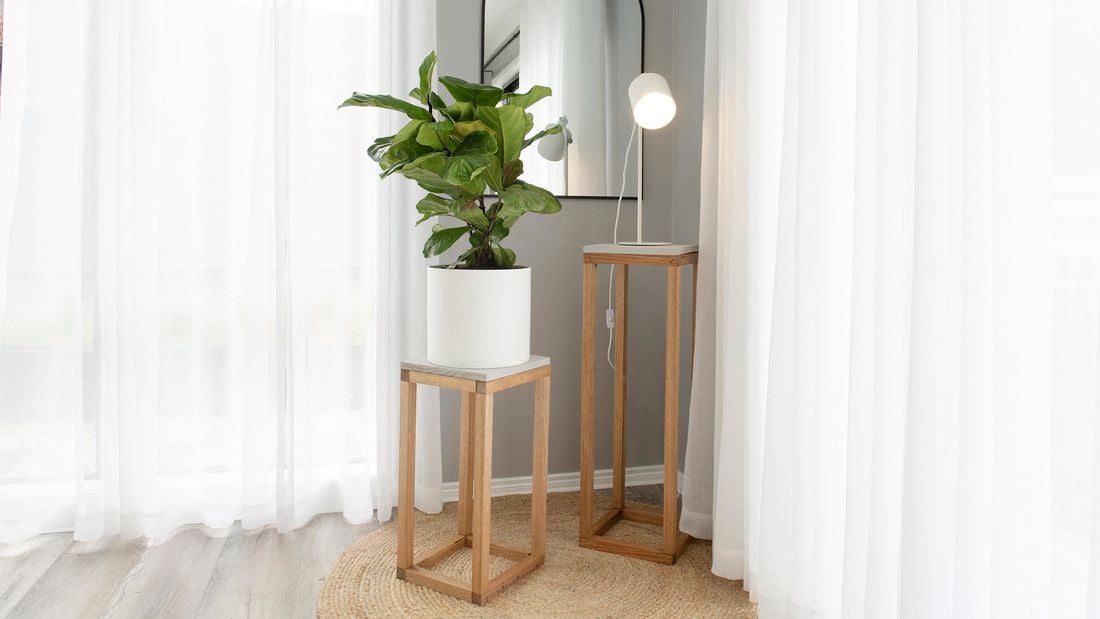 A fiddle leaf plant in a white indoor flowerpot, sitting on a wooden display stand in the corner of a neutral themed living area
