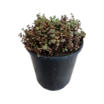 1.9L Sedum Chocolate Blob - Sedum spurium