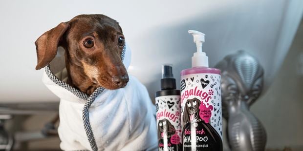A sausage dog in a robe alongside the Bugalug products.