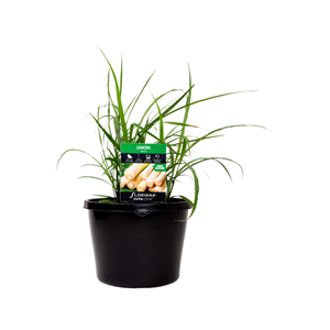 180mm Lemon Grass - Cymbopogon citratus