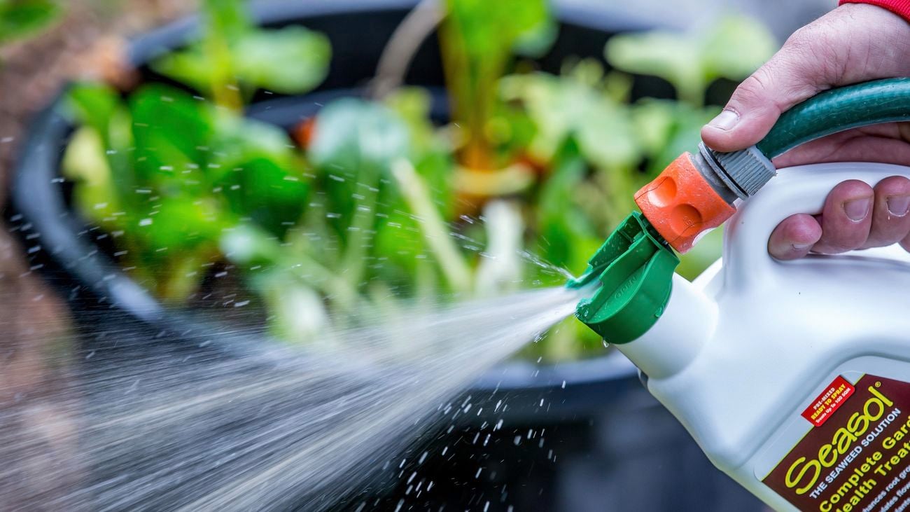 Closeup of person spraying Seasol seaweed solution through a hose attachment