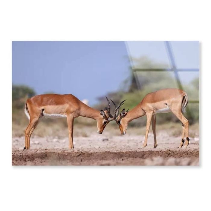 Two Fighting Antelopes  Print 100% Australian Made 90 x 60cm  (Acrylic)