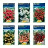 Fiesta Flower Bulbs Begonia Cascade Flower Tuberous