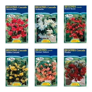 Fiesta Flower Bulbs Begonia Cascade Flower Tuberous