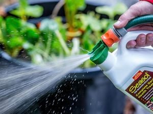 Seasol fertiliser spraying on garden