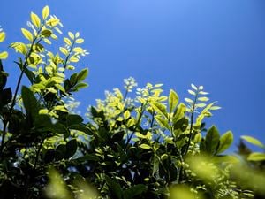 A murraya plant against a blue sky background