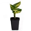 90mm Hosta Hudson Bay - Plantain lilies
