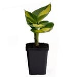 90mm Hosta Hudson Bay - Plantain lilies