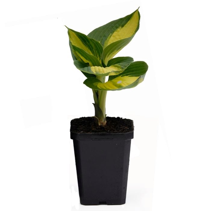 90mm Hosta Hudson Bay - Plantain lilies