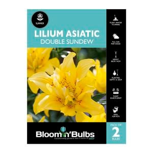 Bloomin Bulbs Lilium Double Sundew - 2 Pack