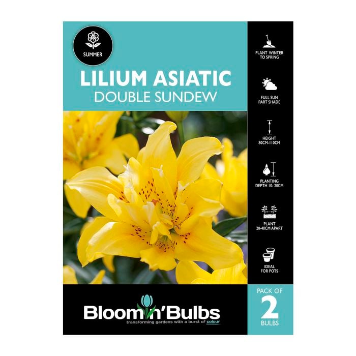 Bloomin Bulbs Lilium Double Sundew - 2 Pack