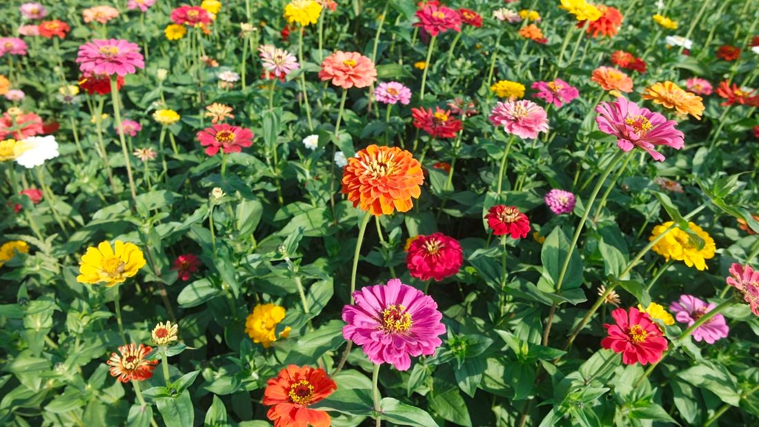 A field of zinnia with flowers of many colours